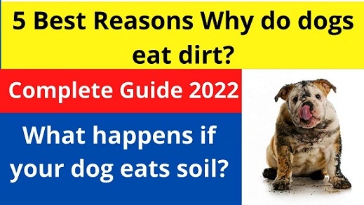 5 Best Reasons Why do dogs eat dirt?