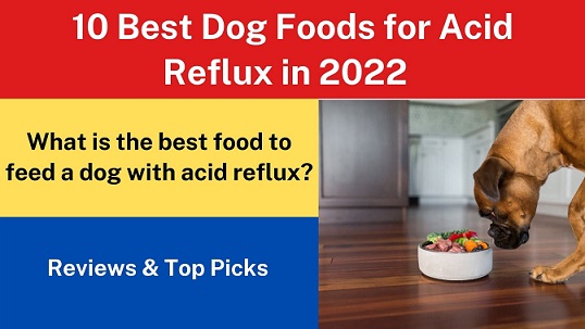 10 Best Dog Foods for Acid Reflux in 2022 — Reviews & Top Picks