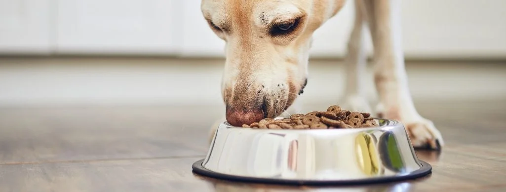 06 Best dog food for Joint Health
