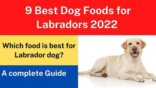 9 Best Dog Foods for Labradors 2022 