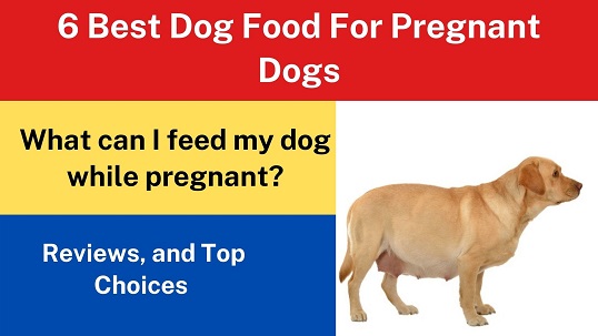 6 Best Dog Food For Pregnant Dogs