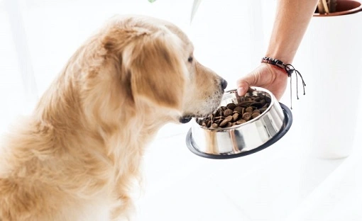 6 Best Dog Foods For Active Dogs