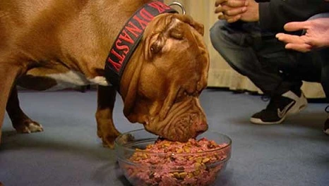 8 Best Dental Health Dog Foods For Pitbull