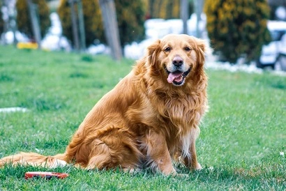 10 Best Weight Loss Dog Food For Golden Retrievers