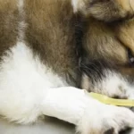 10 Best Foods to Feed Your Dog When He's Sick