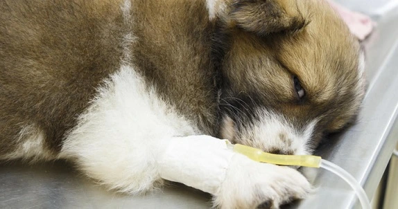 10 Best Foods to Feed Your Dog When He's Sick