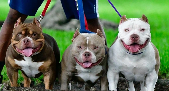 7 Best Dog Food For American Bullies  (2022 Guide)