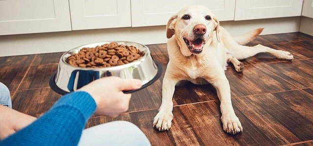 8 Best Limited Ingredient Dog Foods 2022