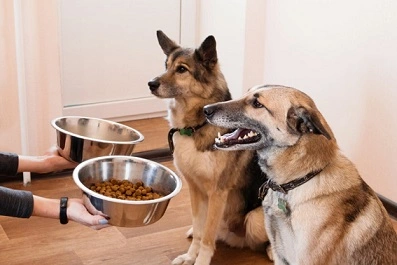 Best High Fiber Dog Foods For Anal Gland Problems 