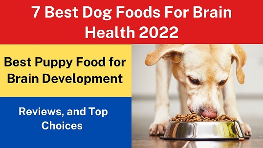 7 Best Dog Foods For Brain Health 2022