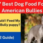 7 Best Dog Food For American Bullies (2022 Guide)