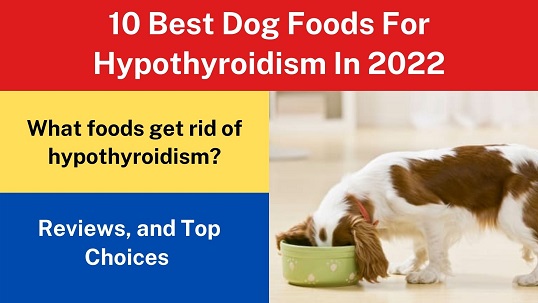 10 Best Dog Foods For Hypothyroidism In 2022