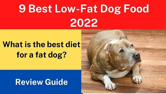 9 Best Low-Fat Dog Food 2022