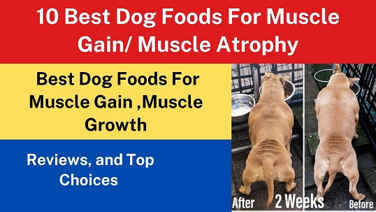 10 Best Dog Foods For Muscle Gain/ Muscle Atrophy
