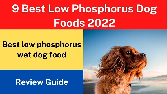 9 Best Low Phosphorus Dog Foods 2022