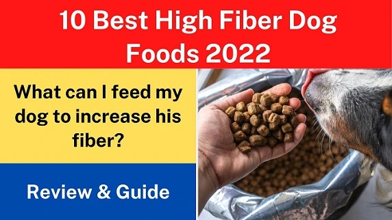 10 Best High Fiber Dog Foods 2022, Best Review & Guide Ever
