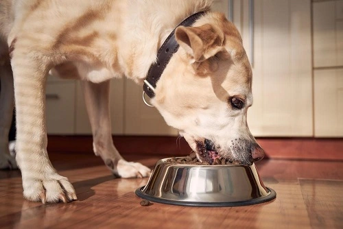 How To Choose Food For Senior Dogs