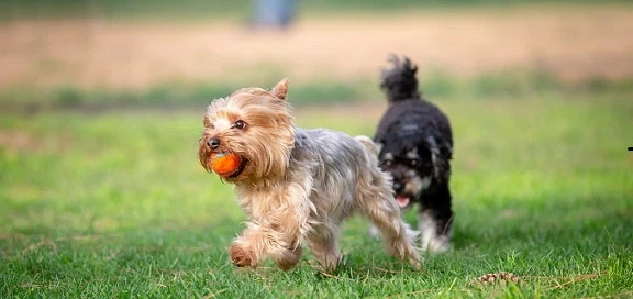 10 Best Grain-Free Dog Food for Small Breeds