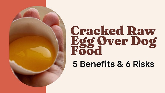 Cracked Raw Egg Over Dog Food: 5 Benefits & 6 Risks