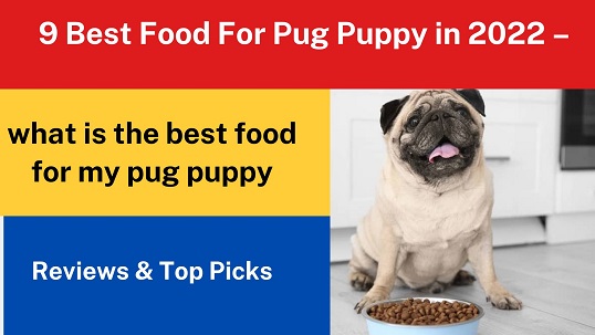 9 Best Food For Pug Puppy in 2022 – Reviews & Top Picks