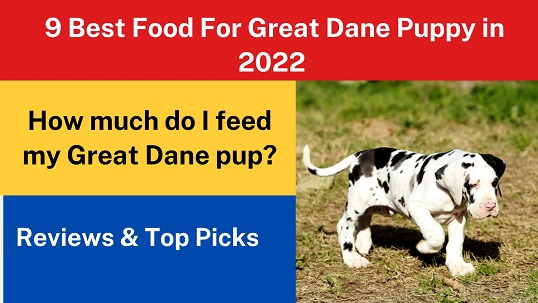 9 Best Food For Great Dane Puppy in 2022 – Reviews & Top Picks