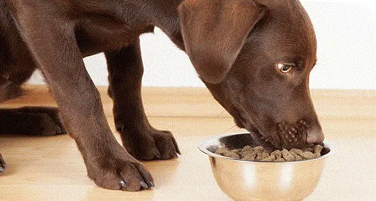 12 Best Dog Food For Seizures in 2022 — Reviews & Top Picks