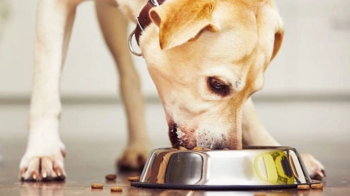 How to choose the food bowl for my dog