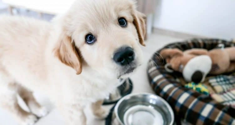 7 Best Puppy Food for Small Breeds 2022