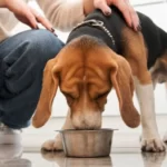 The 9 Best Wet Puppy Foods [ 2022 Reviews ]