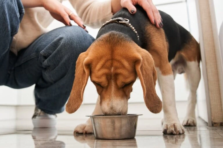 The 9 Best Wet Puppy Foods [ 2022 Reviews ]