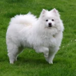 6 Best Food for American Eskimo Dogs in 2023 Our Top Picks
