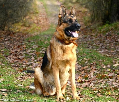 5 Best Dog Food For German Shepherds In 2023 Our Top Picks