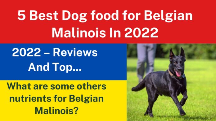 5 Best Dog food for Belgian Malinois