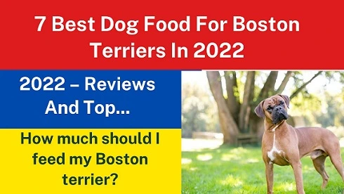 7 Best Dog Food For Boston Terriers In 2022