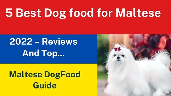 5 Best Dog food for Maltese