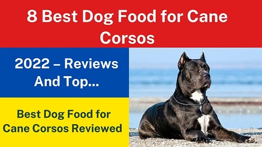 8 Best Dog Food for Cane Corsos
