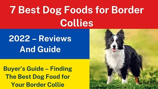 7 Best Dog Foods for Border Collies