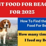 9 BEST FOOD FOR BEAGLES FOR 2023