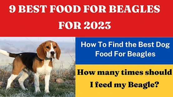 9 BEST FOOD FOR BEAGLES FOR 2023