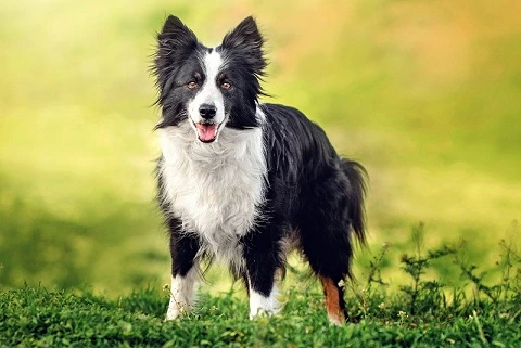 7 Best Dog Foods for Border Collies