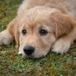 10 Best Dog Food for Golden Retrievers with sensitive stomachs