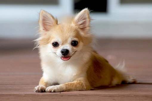 6 Best Dog Food For Chihuahua With Nutrition And Feeding Advice